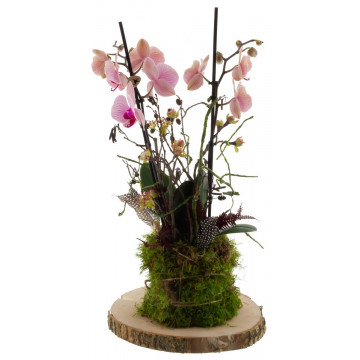Orchidee op boomschijf - 55cm | Valentino Flowershop