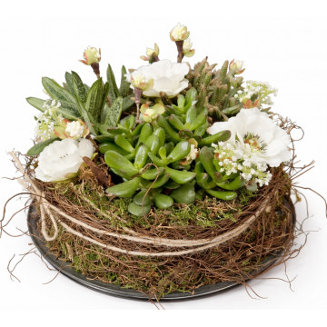 Plantentaart met Zijde Wit